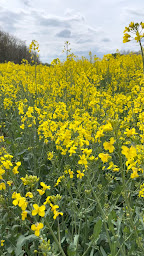 Photo n°4 de Gravière naturiste Espace Miscanthus Berrwiller à Berrwiller ()