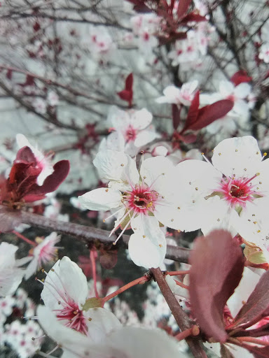 Funeral Home «Pitman Funeral Home», reviews and photos, 1545 Wentzville Pkwy, Wentzville, MO 63385, USA