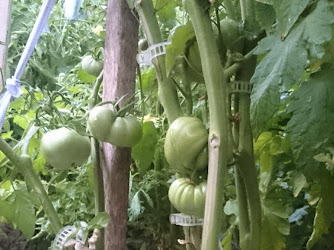 Odunpazarı Belediyesi Hobi Bahçesi