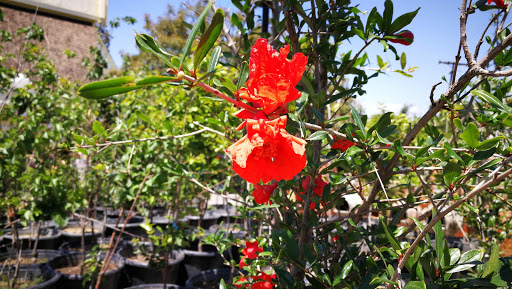 Grocery Store «Diamond Fresh Farmers Market», reviews and photos, 21168 Golden Springs Dr, Walnut, CA 91789, USA