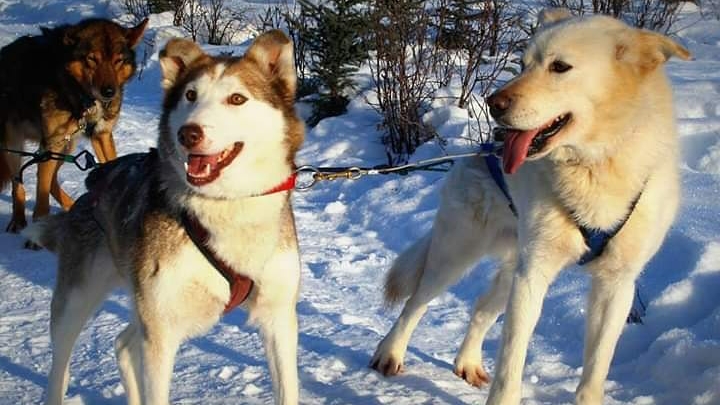 Fairbanks Dogsled rides with Two Rivers Trailblazers LLC