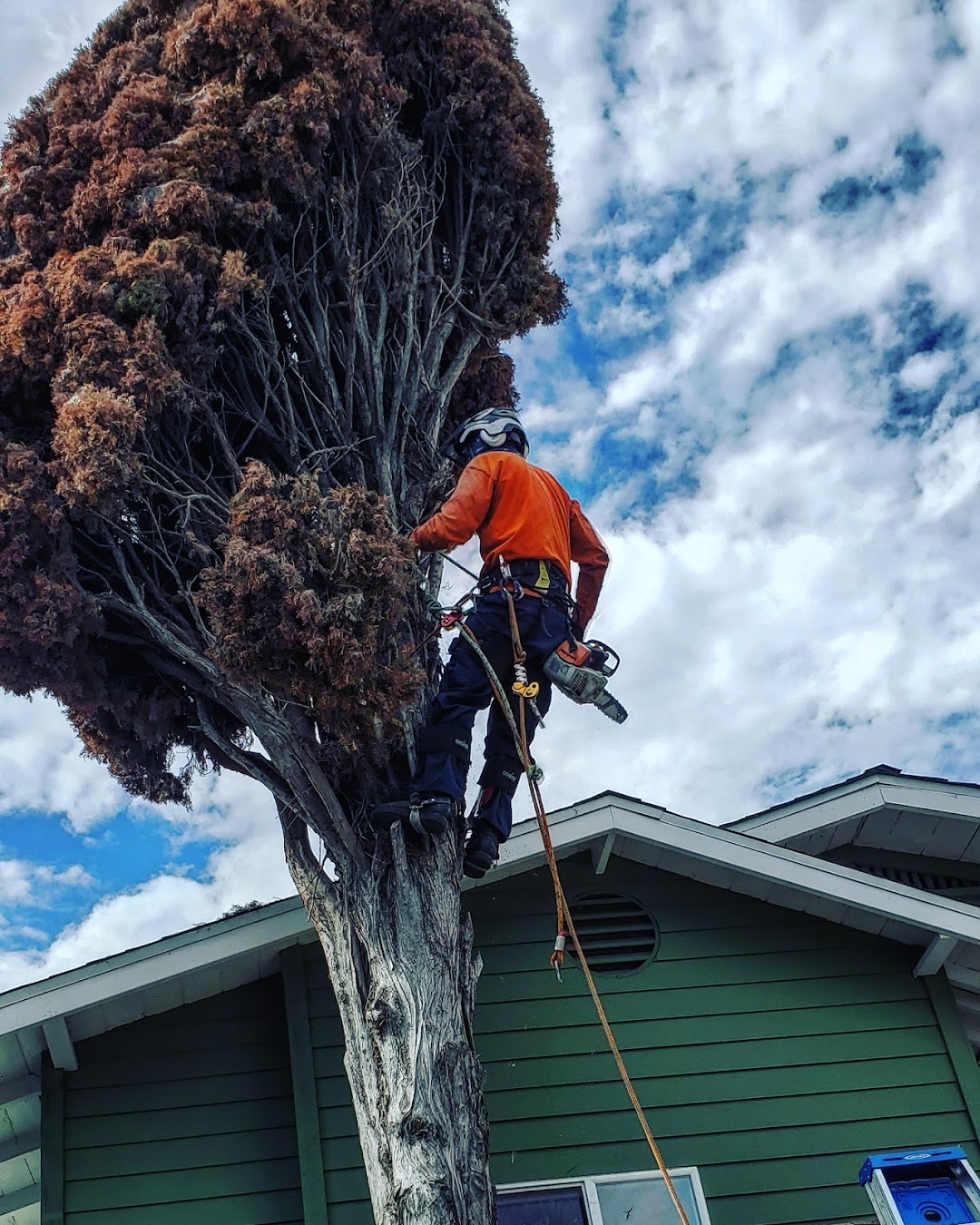 Serenas Tree Service