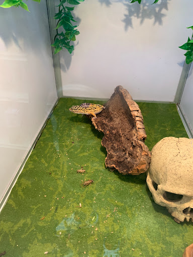 Pet Supply Store «Pet Supermarket», reviews and photos, 1125 Royal Palm Beach Blvd, Royal Palm Beach, FL 33411, USA