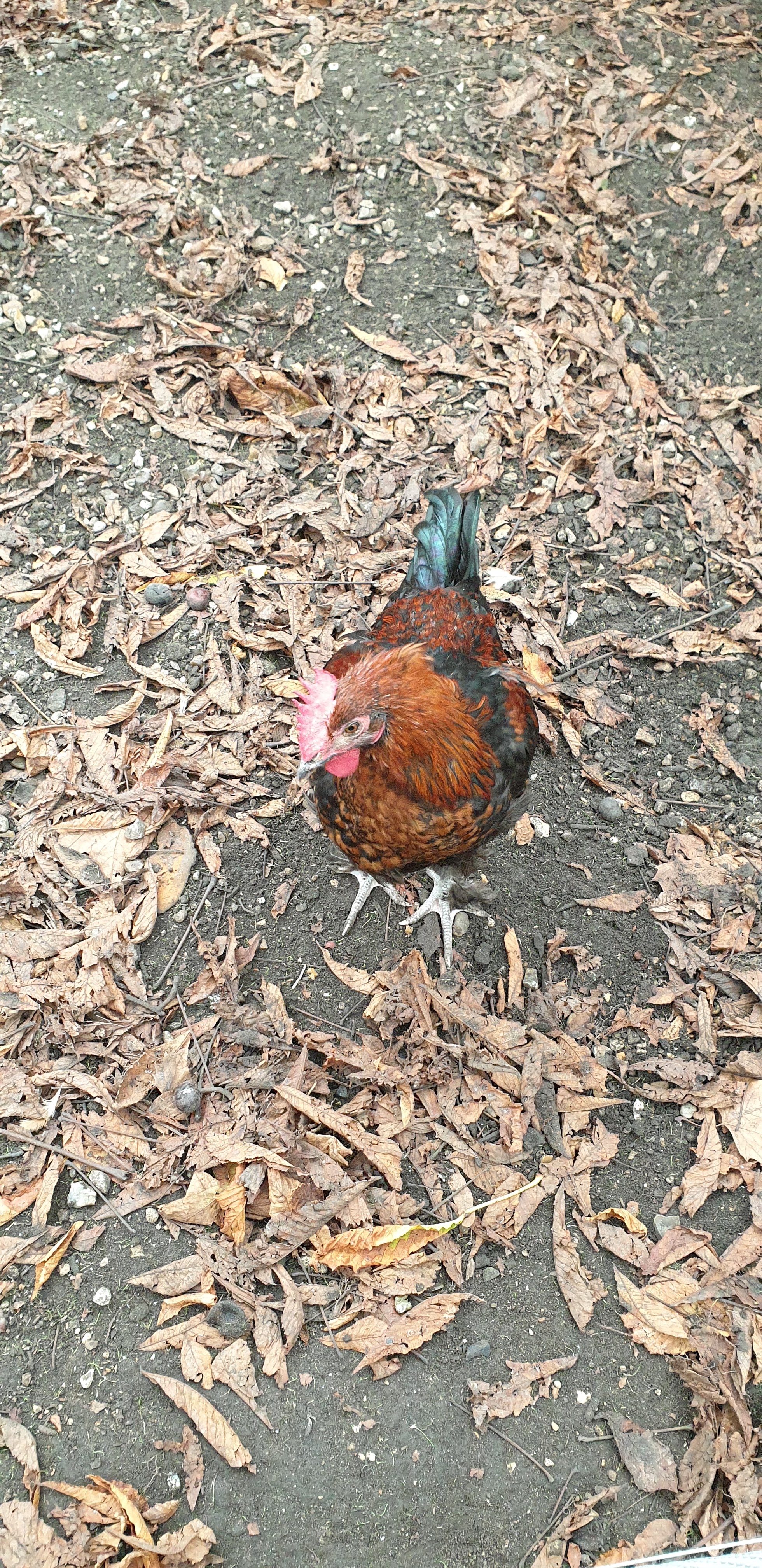 Photo n° 49 de l'avis de Julien.' fait le 23/10/2019 à 14:35