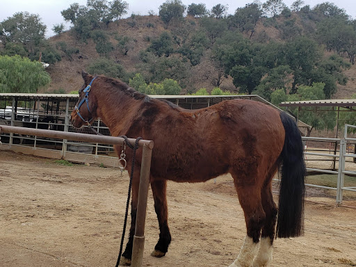 Aliso Ranch Stables