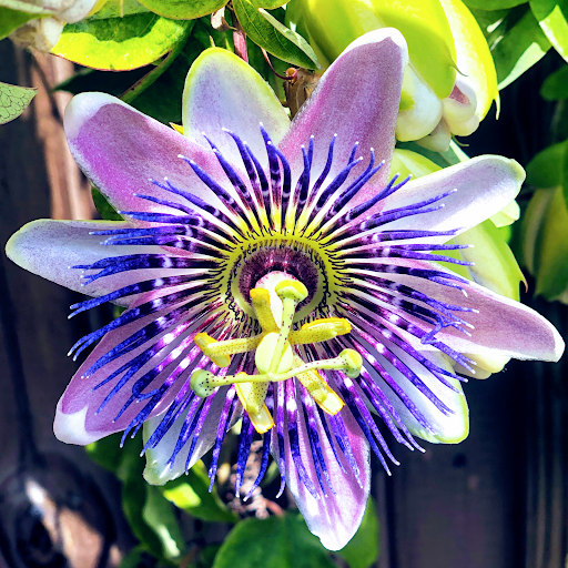 Florist «Hobby Hill Florist Inc», reviews and photos, 541 N Ridgewood Dr, Sebring, FL 33870, USA