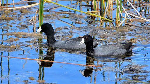 Nature Preserve «Chapel Trail Nature Preserve», reviews and photos, 19800 Sheridan St, Fort Lauderdale, FL 33332, USA
