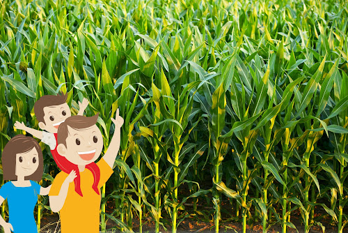 Labyrinthe Gastes - Labyrinthe de maïs - Corn maze à Gastes