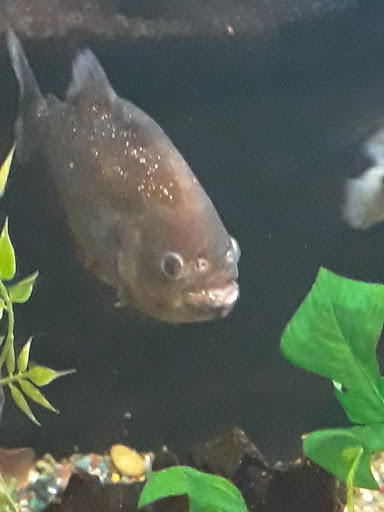 Pet Store «A to Z Pets», reviews and photos, 16010 SE Division St, Portland, OR 97236, USA