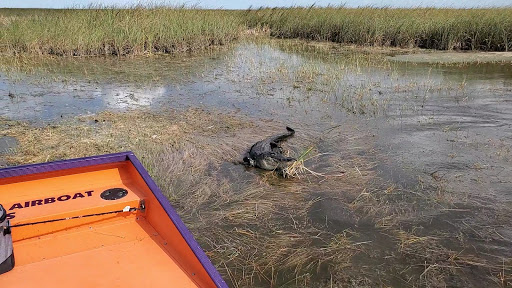 Tourist Attraction «Blackwater Airboat Tours», reviews and photos, US-27, Pompano Beach, FL 33321, USA