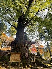 桑野本の大イチョウ