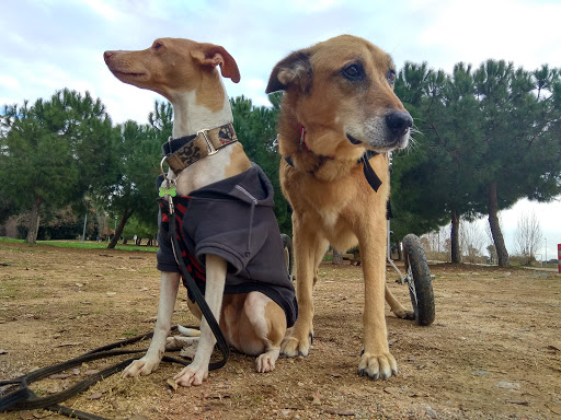 Clínica Veterinaria Dob en Montornès del Vallès