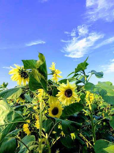 Pumpkin Patch «CornFun Corn Maze Adventure And Pumpkin Patch», reviews and photos, 9391 Lindsey Ln, Casco, MI 48064, USA