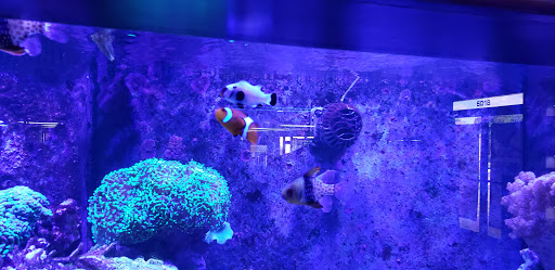 Tropical Fish Store «Ultimate Reefs & Aquariums», reviews and photos, 6020 S Memorial Dr, Tulsa, OK 74145, USA