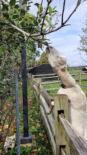 Winery «Greendance The Winery at Sandhill», reviews and photos, 306 Deerfield Rd, Mt Pleasant, PA 15666, USA