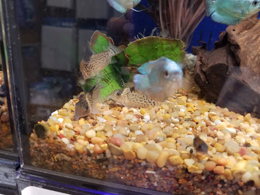 Pet Store «Aquaridise», reviews and photos, 415 NJ-18, East Brunswick, NJ 08816, USA