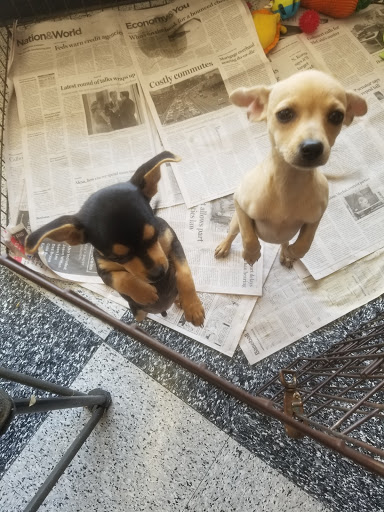 Pet Supply Store «Petco Animal Supplies», reviews and photos, 201 N Summit Ave, Lewisville, TX 75067, USA