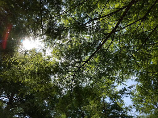 Park «Midway Park», reviews and photos, 615 N Main St, Euless, TX 76039, USA