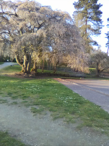 Park «Ravenna Park», reviews and photos, 5520 Ravenna Ave NE, Seattle, WA 98105, USA