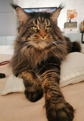 Chatterie L'Astre Du Lion - Maine Coon à Uchaux