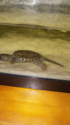 Pet Store «Species Pet Supply», reviews and photos, 1935 W Brandon Blvd, Brandon, FL 33511, USA