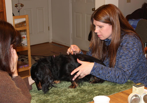 Joy-Chi Veterinary Acupuncture
