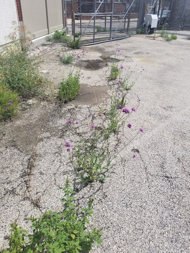 East Passyunk Crossing Community Garden image 4