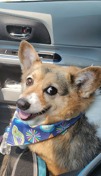 Pickles Paw Spa And Playhouse - Photo 2 - Car repair in Medford, OR, Medford