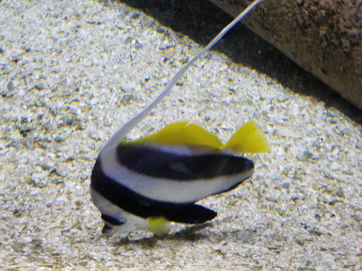 Aquarium «Wonders Of Wildlife National Museum & Aquarium», reviews and photos, 500 W Sunshine St, Springfield, MO 65807, USA