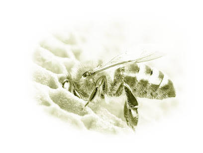 Honeycomb Agentur