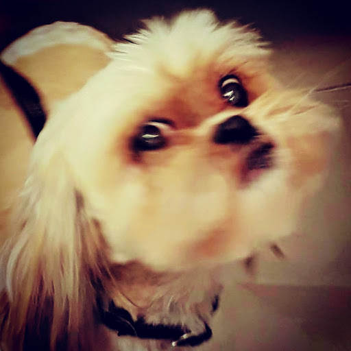 Pet Supply Store «Petco Animal Supplies», reviews and photos, 8700 Preston Rd #105, Plano, TX 75024, USA