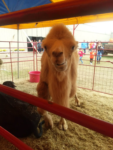 Event Venue «Mobile Fairgrounds», reviews and photos, 1035 Cody Rd N, Mobile, AL 36608, USA