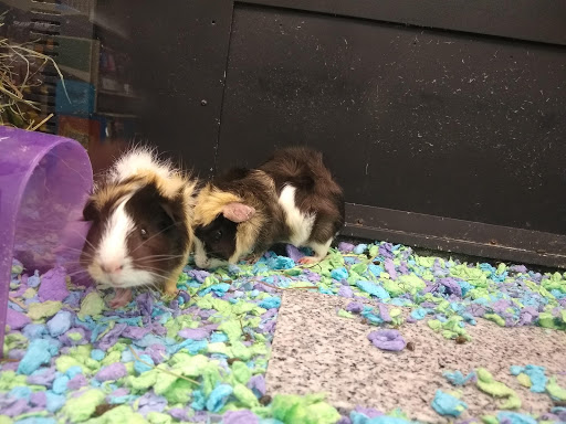 Pet Supply Store «PetSmart», reviews and photos, 9970 Sowder Village Square, Manassas, VA 20109, USA