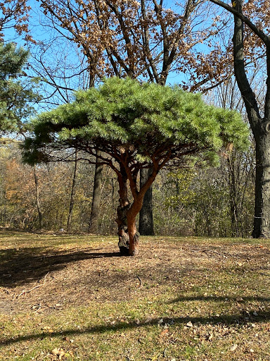 Park «Skokie Northshore Sculpture Park», reviews and photos, McCormick Blvd, Skokie, IL 60076, USA