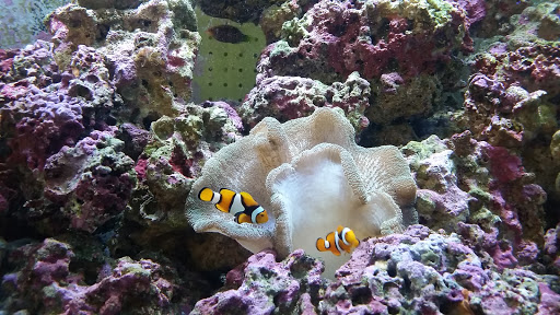 Pet Store «Marineland Pet Center», reviews and photos, 412 Oak Forest Dr, Onalaska, WI 54650, USA