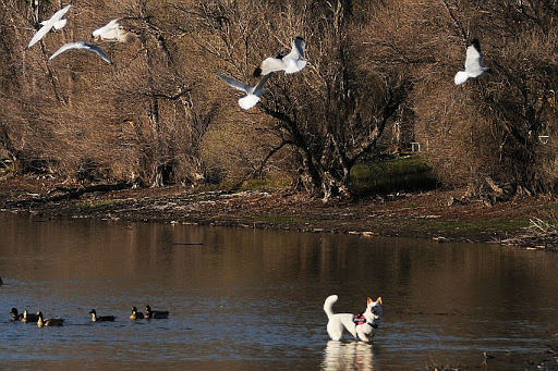 Park «Lagoon Valley Park», reviews and photos, 1 Peña Adobe Rd, Vacaville, CA 95688, USA