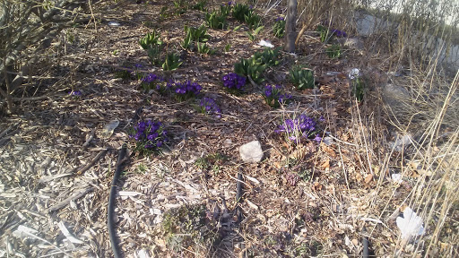 Supermarket «Mt Clemens farmers Market», reviews and photos, 135 N River Rd, Mt Clemens, MI 48043, USA