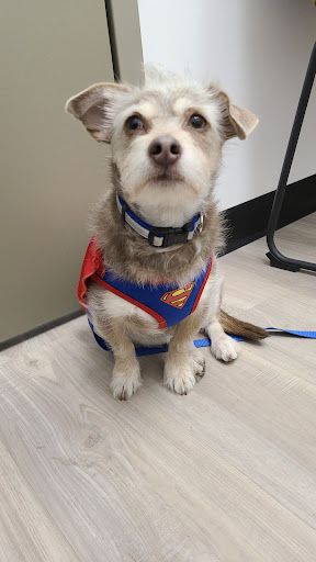 Pet Supply Store «Pet Club Cave Creek», reviews and photos, 4725 E Carefree Hwy, Cave Creek, AZ 85331, USA