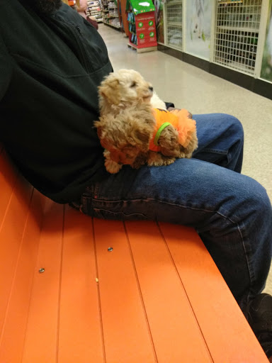 Pet Supply Store «PetSmart», reviews and photos, 4400 Fort Jackson Blvd #300, Columbia, SC 29209, USA