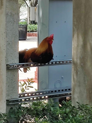 Museum «Ybor City State Museum», reviews and photos, 1818 E 9th Ave, Tampa, FL 33605, USA