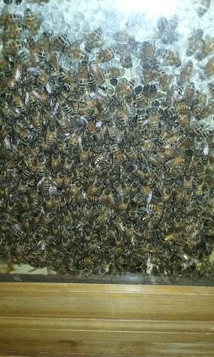 Farm «Arbor Day Farm», reviews and photos, 2611 Arbor Ave, Nebraska City, NE 68410, USA