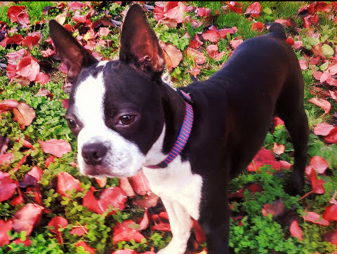 Pet Supply Store «PetSmart», reviews and photos, 3220 W Shaw Ave, Fresno, CA 93711, USA