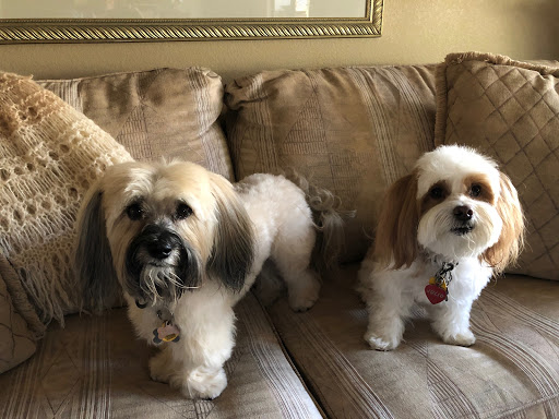 Pet Supply Store «PetSmart», reviews and photos, 10625 N Oracle Rd, Oro Valley, AZ 85737, USA