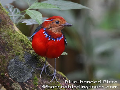 Borneo Birding Tours Sdn Bhd