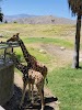 The Living Desert