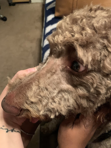 Pet Supply Store «PetSmart», reviews and photos, 1072 Bullsboro Dr, Newnan, GA 30265, USA