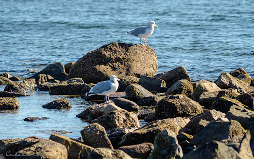 Park «Conimicut point park», reviews and photos, Point Ave, Warwick, RI 02889, USA