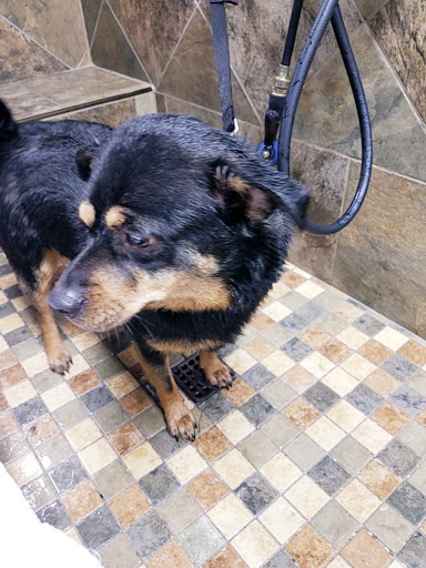 Pet Supply Store «Pet Valu», reviews and photos, 150 Main St, Lodi, NJ 07644, USA