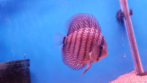Tropical Fish Store «Tropi-Quatics Pet Center», reviews and photos, 337 S Main St, Lombard, IL 60148, USA