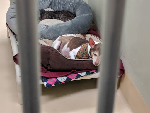 Animal Shelter «Oregon Humane Society», reviews and photos